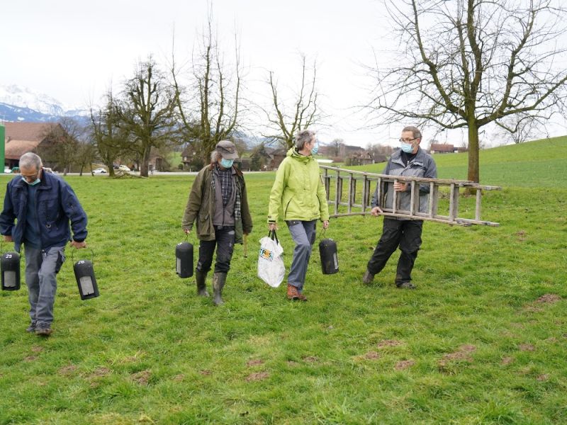 fledermauskastenprojekt braune langohren