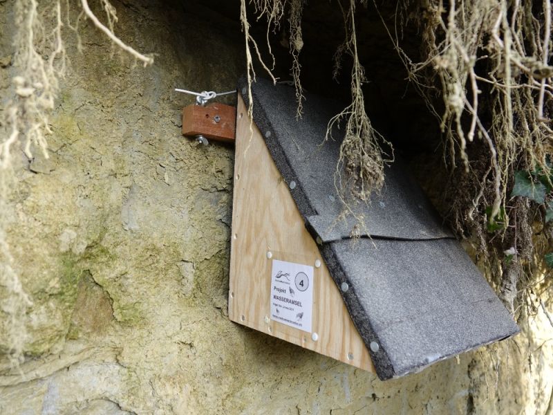 foerderung wasseramsel hiltigbach