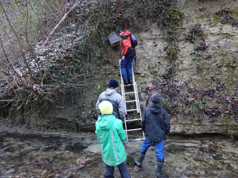 foerderung wasseramsel hiltigbach