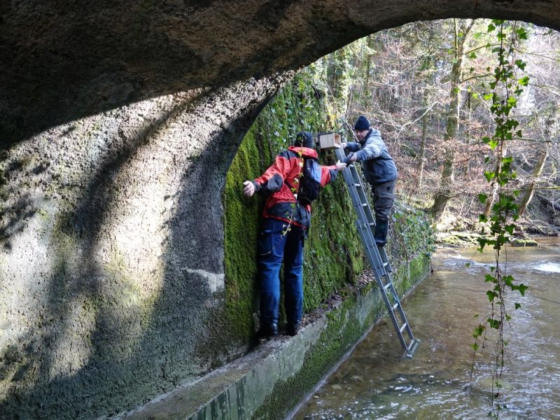 foerderung wasseramsel hiltigbach
