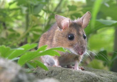 Naturbeobachtungen in Eschenbach