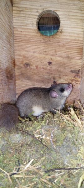 siebenschlaefer hiltigwald