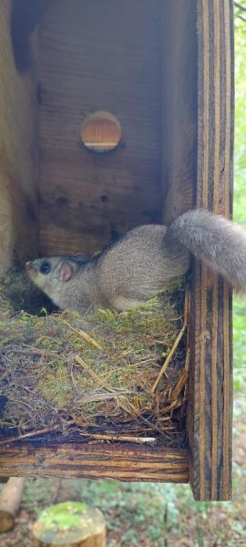 siebenschlaefer hiltigwald