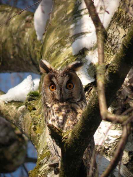 waldohreule schulanlage lindenfeld