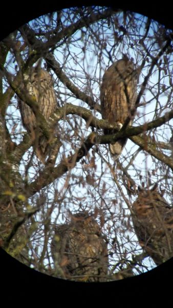 waldohreulenschlafplatz birke roessli