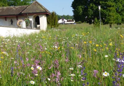 Projekt Biodiversität im Siedlungsraum