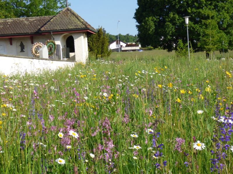 projekt biodiversitaet beim friedhof