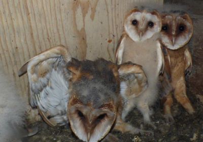 Projekt Förderung Schleiereulen & Turmfalken