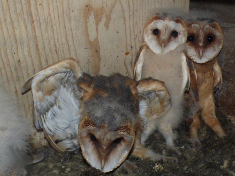 beringen schleiereulen im seetal