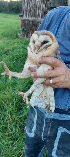 beringung schleiereule