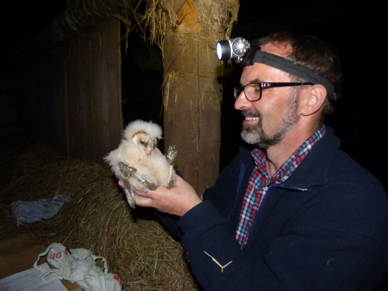 beringung schleiereule