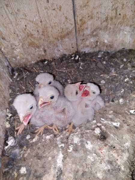 schleiereulen turmfalken