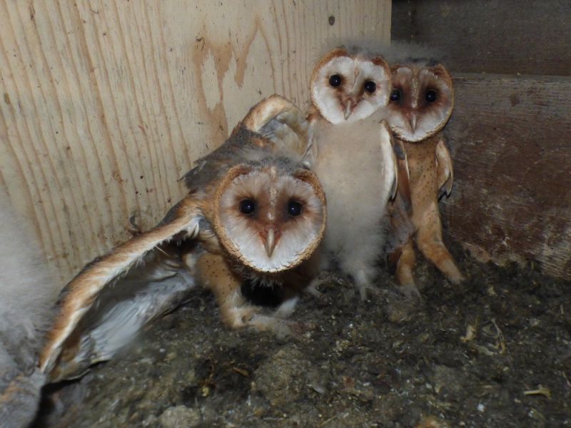 schleiereulen turmfalken