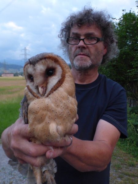 schleiereulen turmfalken