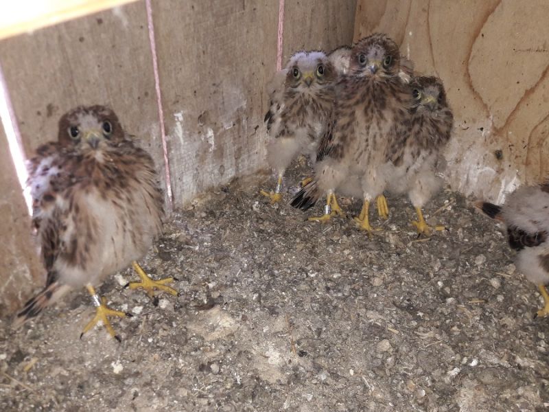 schleiereulen turmfalken