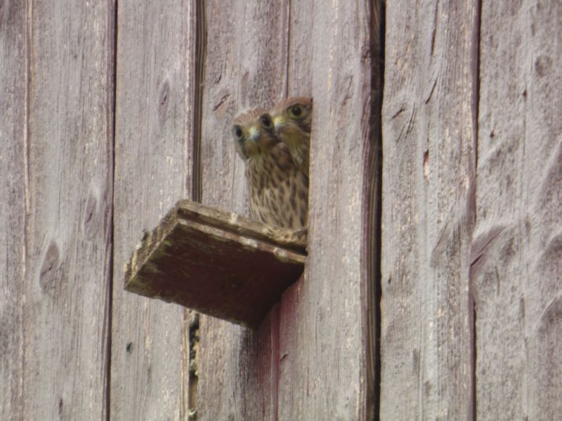 schleiereulen turmfalken
