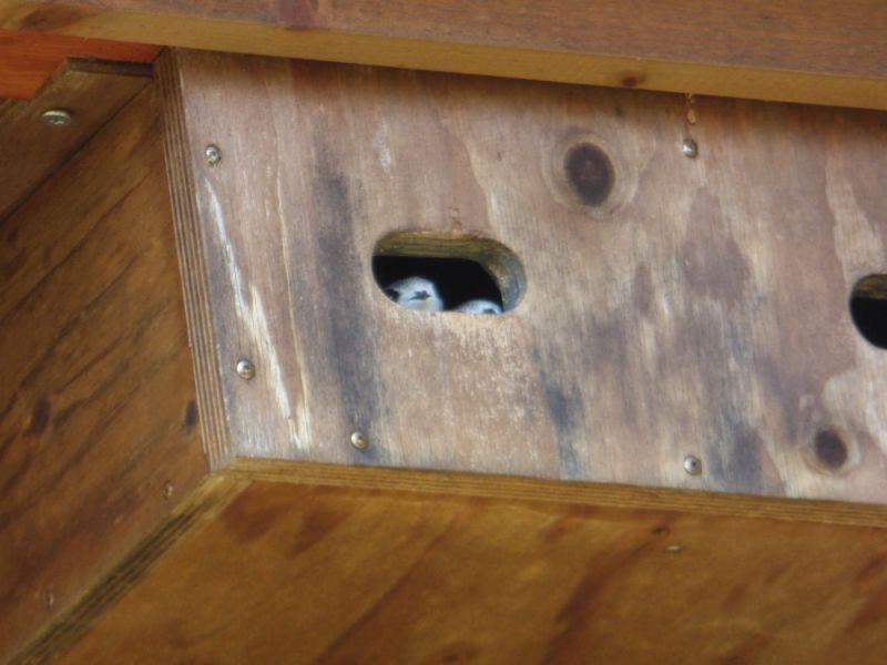 mauersegler jungvoegel