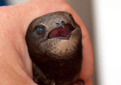 Projekt Mauerseglerkolonien