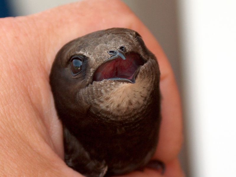 mauersegler jungvoegel